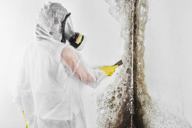 Best Commercial Mold Removal  in Crooked Lake Park, FL