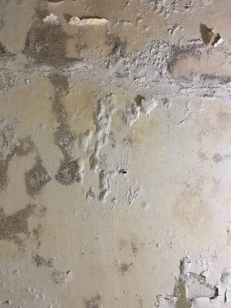 Best Mold Cleaning Services  in Crooked Lake Park, FL