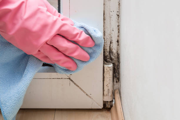 Best Mold Removal Company Near Me  in Crooked Lake Park, FL
